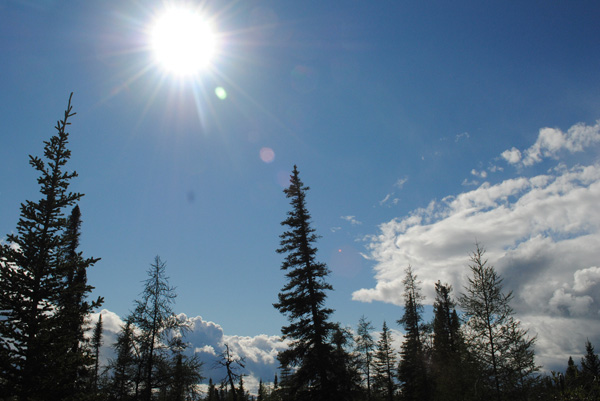 treed-fen-arctic