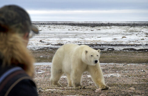 Park’s Upper School Arctic Researchers Embark on New Project in Churchill, Manitoba