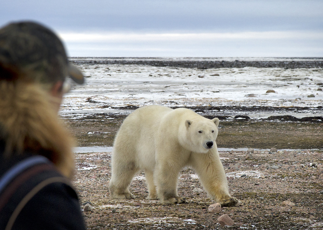 Park’s Upper School Arctic Researchers Embark on New Project in Churchill, Manitoba