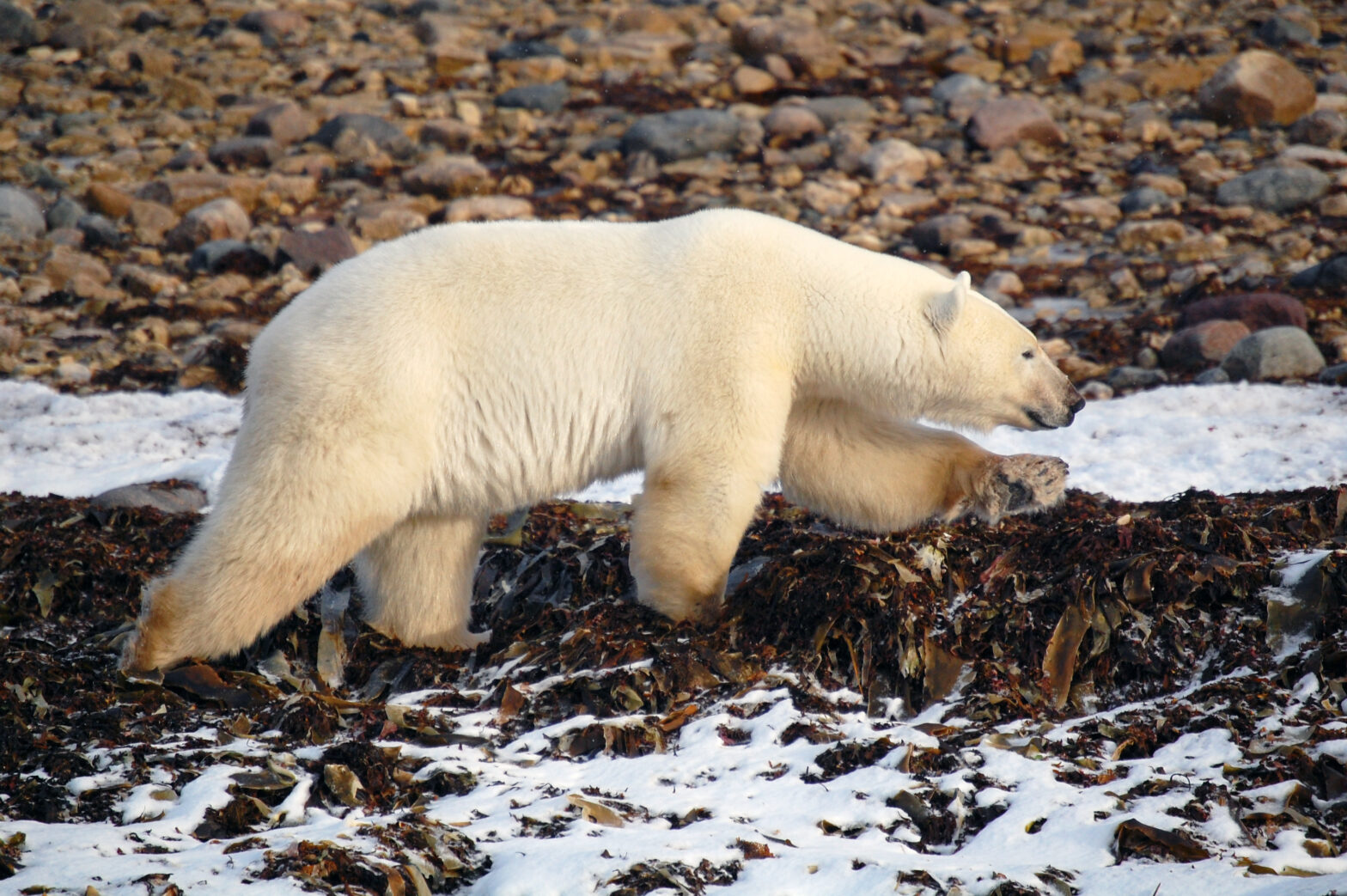 polar-bear-stride-arctic-scaled