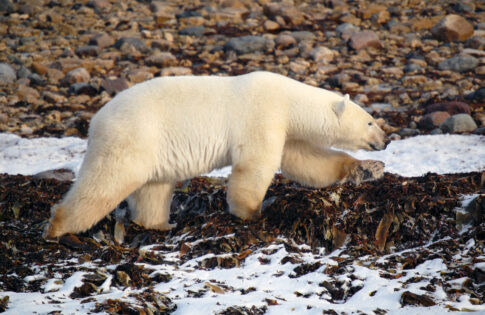 Park Awarded Grant in Support of Ongoing Arctic Research