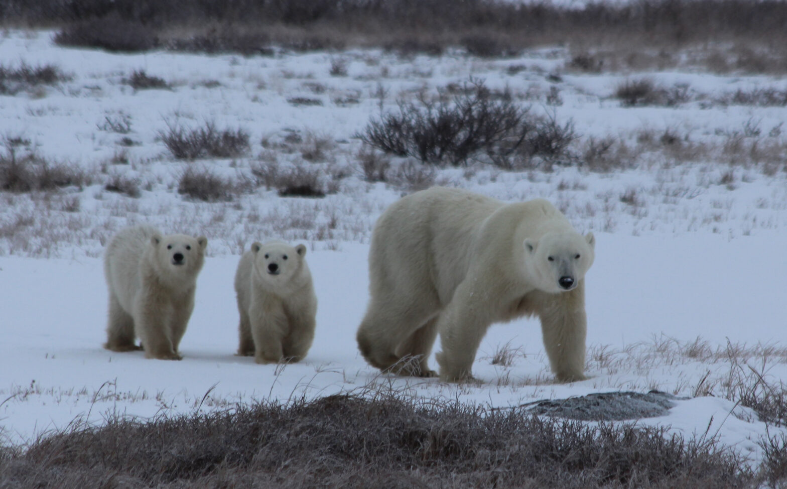 Park’s 2015 Arctic Researchers Return from Churchill, Manitoba