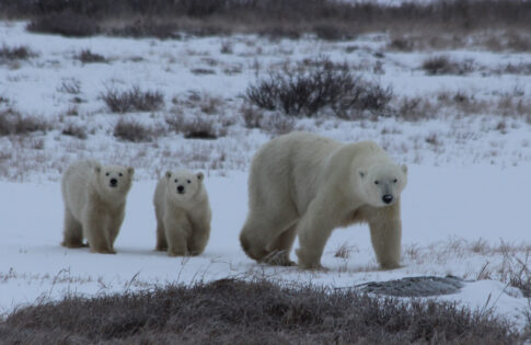 Park’s 2015 Arctic Researchers Return from Churchill, Manitoba