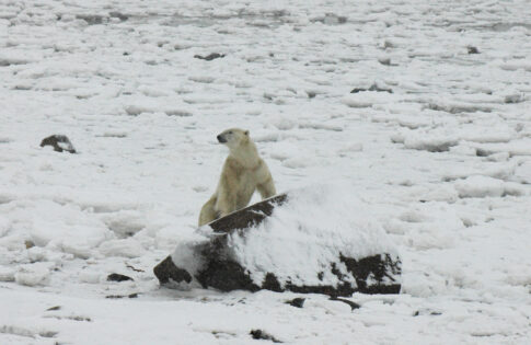 Park Students Present at ArcticNet’s 11th Annual Scientific Meeting in Vancouver