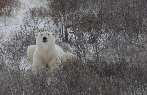 Members of Park’s ISAMR Program Present Research at Wapusk Symposium in Winnipeg, Manitoba